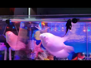 ปลาสวยงาม ปลาสีสันสดใส ปลาอะโรวาน่าสีแดงและสีเงิน อาหารปลาแบบเส้นลอยน้ำ 1000มล. อาหารสาหร่ายสไปรูลิน่า อาหารสำหรับปลาอะโรวาน่า