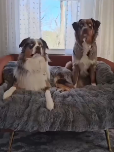 HATELI ผ้าคลุมโซฟาสำหรับสุนัข นุ่มฟู ซักได้ แผ่นรองโซฟาสำหรับสุนัขและแมวขนาดเล็กและขนาดกลาง