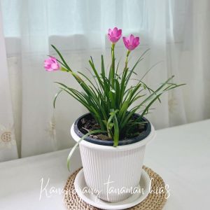 TANAMAN BUNGA LILI KUCAI LILI TULIP (LILY RAIN)  TANAMAN HIDUP BISA BAYAR DITEMPAT