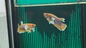 Dumbo Plakat 大耳将军 Betta Fish/Ikan Laga/打架鱼/斗鱼 (Male/Female/Pair) Size S+