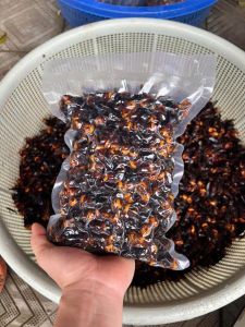 Ong đất ( Ong bắp cày) ngâm ru.ou chai 1Lít hoặc chưa ngâm