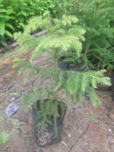 ต้นสนฉัตร ขนาด 50-60 ซม.