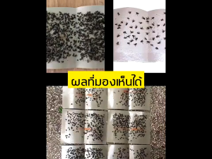 กาวดักแมลงวัน 500แผ่น ฆ่าแมลงวันใน1วินาที แผ่นกาวดักแมลงวัน แผ่นติดแมลงวัน ความเหนียวติด50เท่า ใช้งานง่าย กาวแน่น กาวเต็มแผ่น มีสารล่อแมลง มัดลละ100แผ่น สามารถใช้ในร้านอาหารตลาดสด ฯลฯ กับดักแมลงวัน กาวติดแมลงวัน กาวดักแมลงวัน 500 ที่ดักแมลงวัน