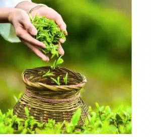 ชาสุ่ยเซียนชาจีน ชาจุ้ยเซียน เกรด A  ชา ใบชาอบแห้ง  ขนาด 100 กรัม