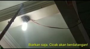 Racak Herbal Racun Cicak dan Tokek Paling Ampuh membunuh cicak dan tokek dalam seketika SH Z12