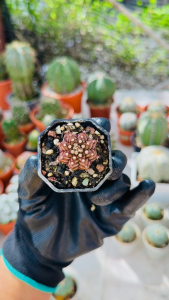 Gymnocalycium Mihanovichii Neptune Pink Diamond/ 海神粉钻 裸萼球属