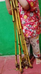 bambu kuning 3 pohon 1 meter
