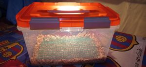 BOX TERARIUM/LOLOHAN ANAK BURUNG COUNTENER