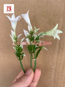 [ C443 ] ( Bịch 500 GRAM ) Sỉ cỏ điểm hoa điểm lá táo được chọn mẫu trang trí bó hoa giỏ hoa quả decor HandMade