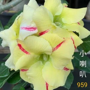 Adenium Kemboja Bonsai ID 959/富贵花