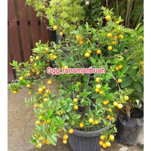 Bibit Jeruk Kip Sudah Berbuah Lebat Hasil Okulasi
