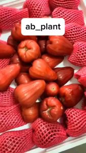 Bibit Jambu Air Madu Merah super okulasi