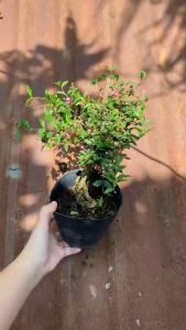 ây Hồng Ngọc Mai (Bonsai) - Cây Sơ ri kiểng - Size để bàn!