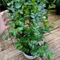 tanaman hidup daun bidara arab asli. 