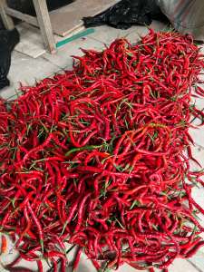 Cabe Merah Keriting 1kg 1 05 025kg 1000 500 250 gram gr murah fresh Lombok Langsung Petani Tampar murmer