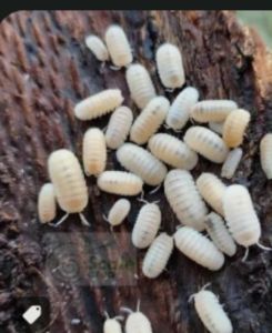 10 isopod cubaris glacier hỗ trợ đất trồng terrarium