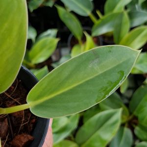 เศรษฐีรวยทรัพย์ กระถาง 3 นิ้ว [แถมกาบมะพร้าวพร้อมปลูก] ต้นไม้มงคลสวยๆ เสริมโชคลาภ ไม้ประดับ ไม้ฟอกอากาศ ปลูกเสริมบารมี ฟิโลเดนดรอน