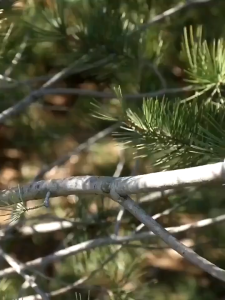 PROMO KNIFEZER Gunting Taman tajam dahan dan Ranting Pruning Shear Scissors 20mm 1025