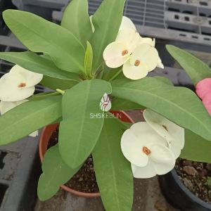 Pokok Bunga Mahkota Duri Euphorbia Mili (Red) Plant Crown Of Thorn Pokok Mahkota Tanpa Duri Crown of Thornless Spurge Euphorbia Geroldii Live Plant SHS Kebun
