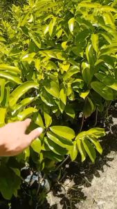 Bibit Buah Sirsak Madu Okulasi Unggul