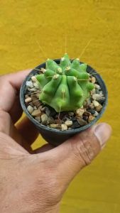 ต้นกระบองเพชร เฟโรแคสตัส กลาเซสเซนส์หนามเดี่ยว Ferocactus glaucescen Singgle Spine #cactus #Ferocactus