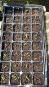 Tray Semai 105/128/162/200 lubang 0.8mm seeding tray tray semai yang sesuai