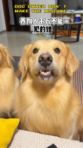 MYFOODIE PET DOG PUPPY GOAT MILK MIX FOOD WET FOOD SALMON BEEF PIGEON FLAVOR(70G) 麦富迪宠物狗狗成犬幼犬羊奶餐包拌粮湿粮零食三文鱼牛肉鸽子口味