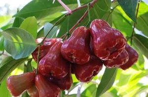 BATANG BESAR FREE PUPUK !! Bibit Jambu Air Citra Madu Deli Kingrose Kiojok TSG Taiwan Super Green Dalhari Black Kingkong