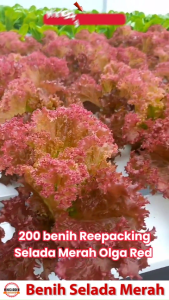 200 benih selada merah salad olga red bibit tanaman sayuran hidroponik
