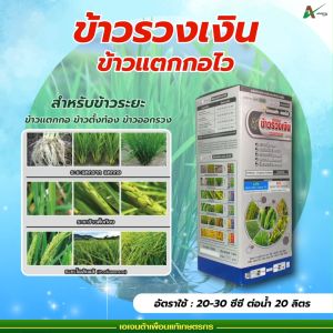 ข้าวแตกกอ แตกกอไว กอใหญ่ ใบเขียว ตั้งท้องสมบูรณ์ กระชากรวง รวงยาว รวงใหญ่ เอเจนต้า คอร์ป ข้าวรวงเงิน