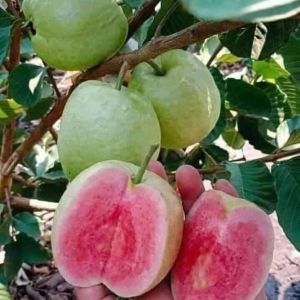Bibit Jambu Kristal Merah Tanpa Biji Siap Berbuah
