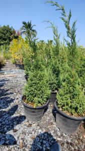 สนมังกร กระถาง 11 นิ้ว ต้นสวยและแข็งแรง (กทม)