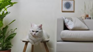 Cattie Care Beauty Chicken & Tuna Flavor Cat Food 20 Kg