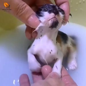 Xịt Diệt Sạch Bọ Ve Ký Sinh Trung Trên Người Thú Cưng Bảo Vệ An Toàn CHo Cả Gia Đình 60ml