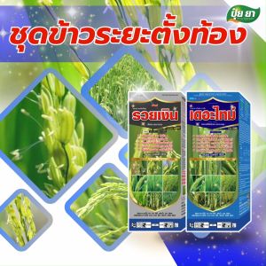 ข้าวระยะข้าวตั้งท้อง ผสมเกสร เต็มรวง ไม่ลีบ ออกรวงยาว รวงใหญ่ บำรุงนา ฮอร์โมนข้าว แคลเซียมโบรอน ปุ๋ยยาชุดคู่ 1 ลิตร