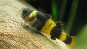 Bumblebee Goby/Ornamental fish/Freshwater/Readystock