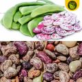 Patani 3 Seeds for Planting Binhi ng Gulay. 