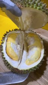 Bibit Durian Bawor Super Jumbo Hasil Okulasi Cepat Berbuah
