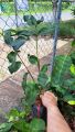 CÂY GIỐNG MẬN HỒNG ĐÀO HUYẾT CHUA NGỌT GIÒN chuẩn giống. 