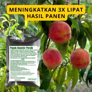 Pupuk Booster Persik: Cara Meningkatkan Pertumbuhan Buah Persik