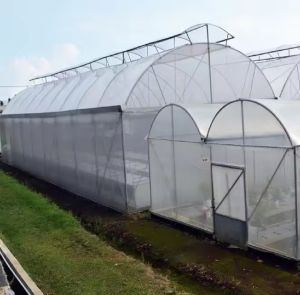 COD 1 Roll Plastik UV Tebal 200 Micron Lebar 120 Cm Panjang 25 Meter