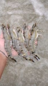 [1 KG] 5004 / SHRIMP FEED / BLACK TIGER SHRIMP FEED / UDANG HARIMAU / UDANG PUTIH / MAKANAN UDANG / BERKUALITI / MENGANDUNGI NUTRIENT TERBAIK / KOLAM UDANG
