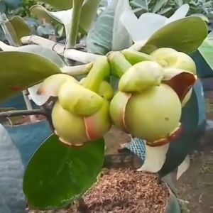 Pohon Manggis Hasil Sambung Pucuk Cepat Berbuah Bibit Super Unggul