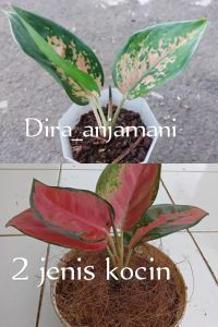 paket hemat aglonema isi 2 red kocin/kocin tambaga