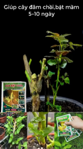 Phân Bón Vua Bật Chồi - Gói 50g | Mập Cọng Lớn Lá - Bung Đọt Kích Chồi Phát Đọt Bật Búp