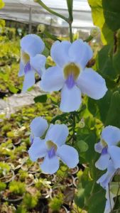 สร้อยอินทนิล กระถาง 11 นิ้ว ไม้กระถางต้นสวยและแข็งแรง (กทม)