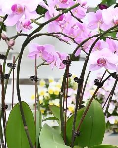 10 Pcs Plastic Coated Steel Wire for Orchid Spike Plant Support | Tiang Kawat Besi Lapis Plastik Penyangga Tangkai Bunga Anggrek