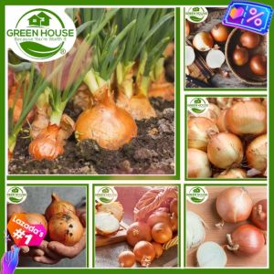 Green House® - Yellow Onion Seeds (30 Seeds) for Planting Vegetable Plants F1 Hybrid Genuine Organic Vegetables Veggies