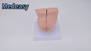 Human Female Quiescent Breast Anatomy Model Gynecological Teaching Display Human Model