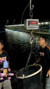 Essen Oplosan PROSEN Ikan Mas Spesial Umpan Ikan Mas Rame dan Indukan Kemasan 15 Mili
